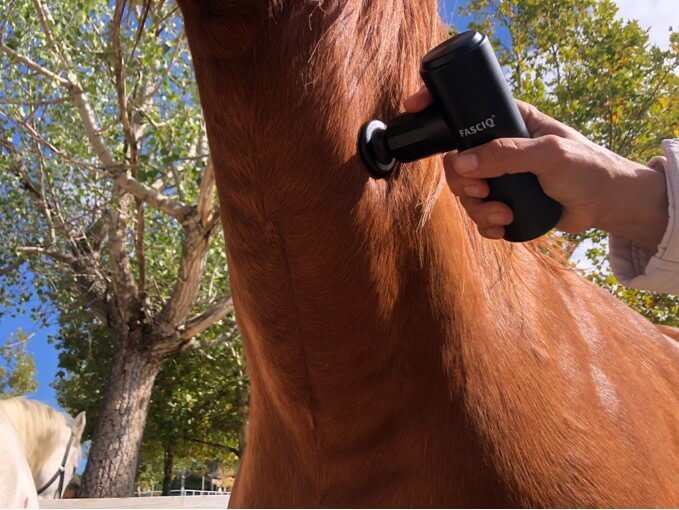 Massage Gun Mini gebruiken bij paarden