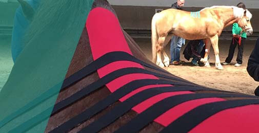 ontspannen rugtape paard