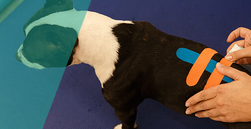hond met rugtape