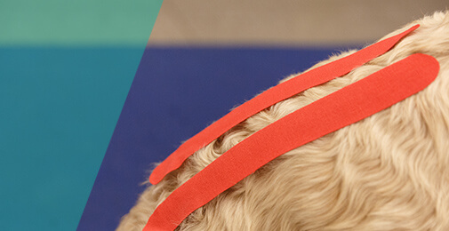 tape lange vacht hond