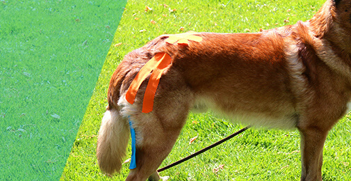 herdershond met tape