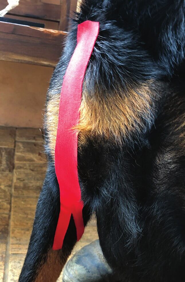 Y-vormige tape aangebracht langs de bicepsbrachii-pees