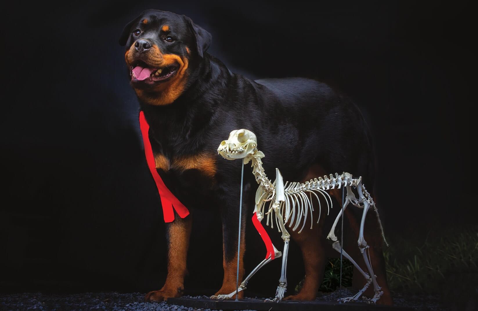 Kinesiotape bij bicepsbrachii-tendinopathie bij een hond