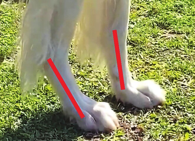 Voorbeeld van carpale hyperextensie in de voorpoot van een hond, zonder tape