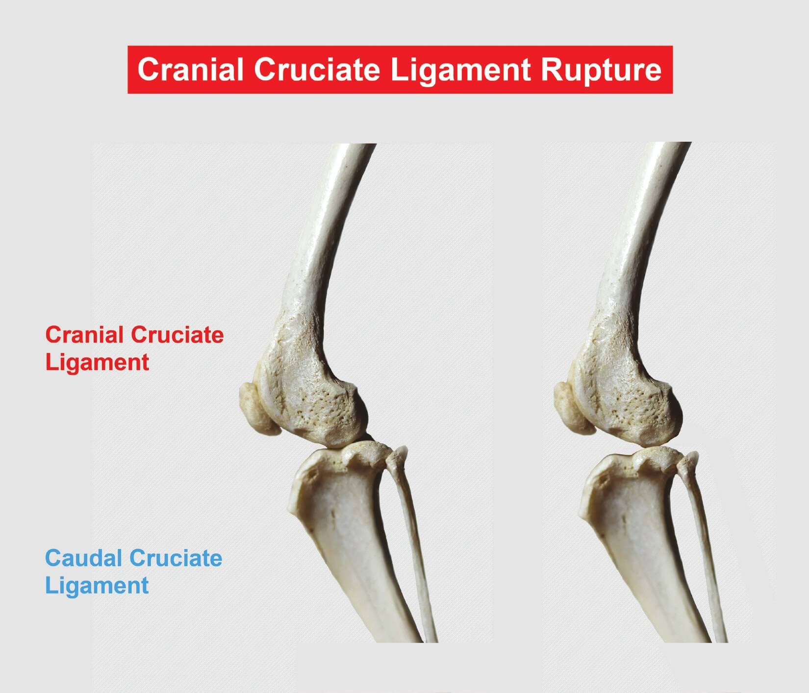 Cranial Cruciate Ligament Disease bij honden
