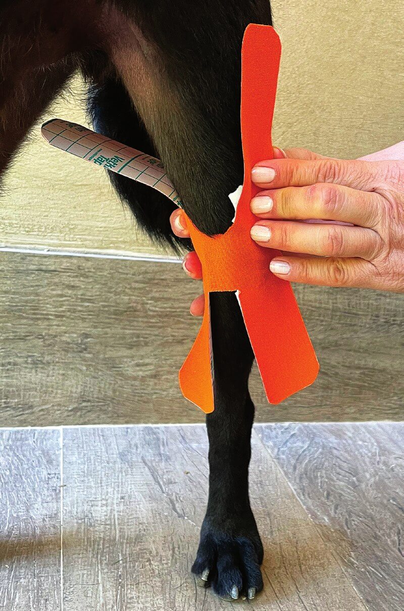 De H-tape over de tibiatuberositas plaatsen, craniale weergave