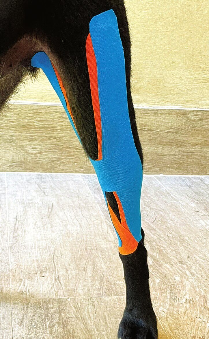 Een tweede versterkende H-tape aanbrengen, craniale weergave