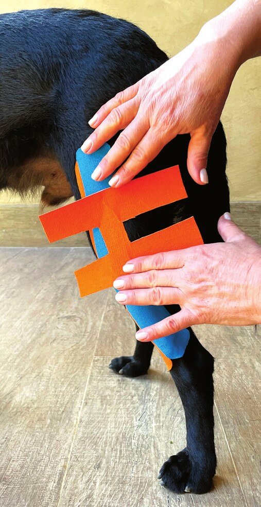 Dubbele H tapetechniek voor de knie van een hond met CCLD