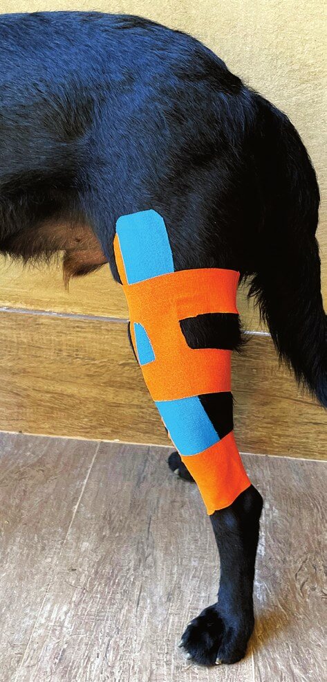 Anatomie van een kraniale kruisbandruptuur in de knie van een hond