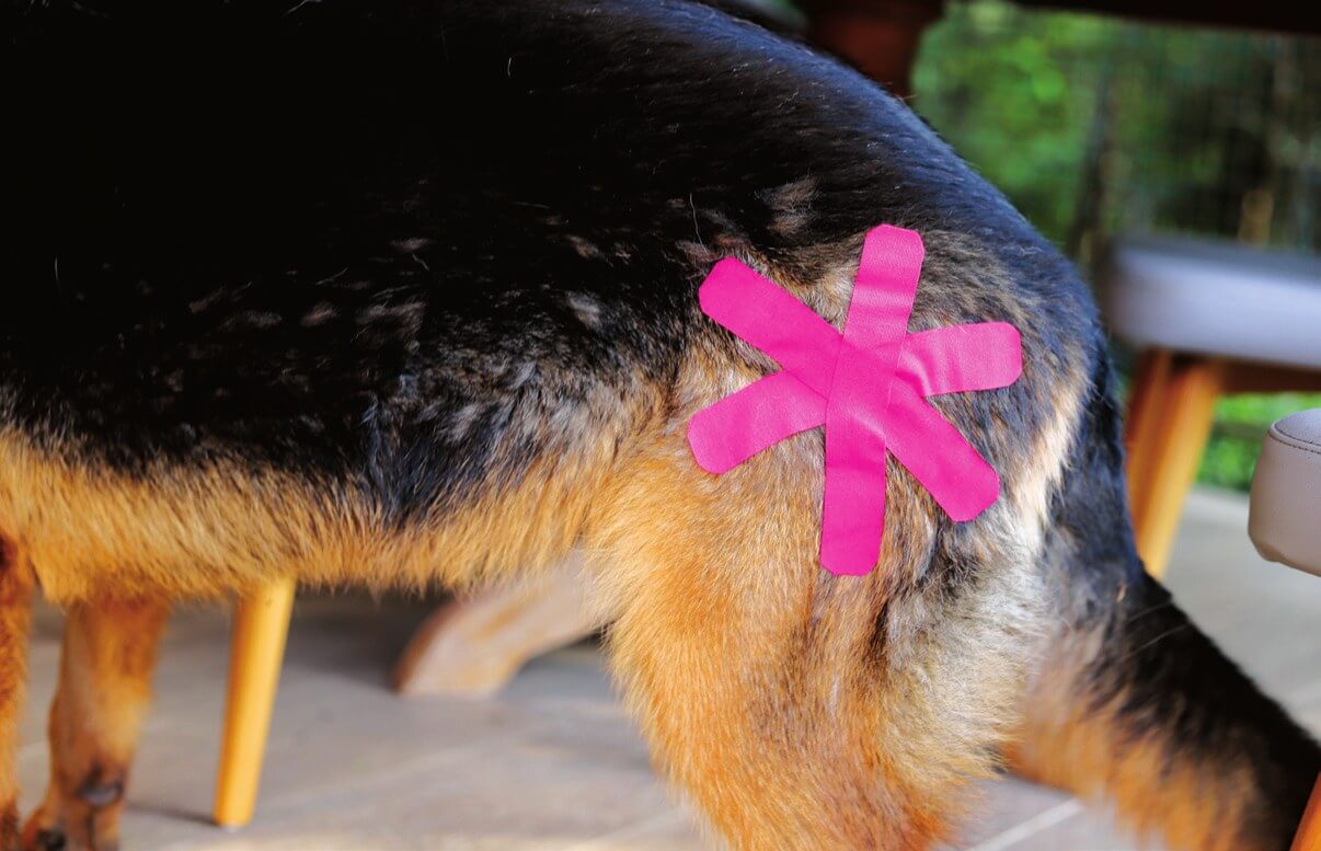 Voltooide Ster-toepassing over het heupgewricht van een hond