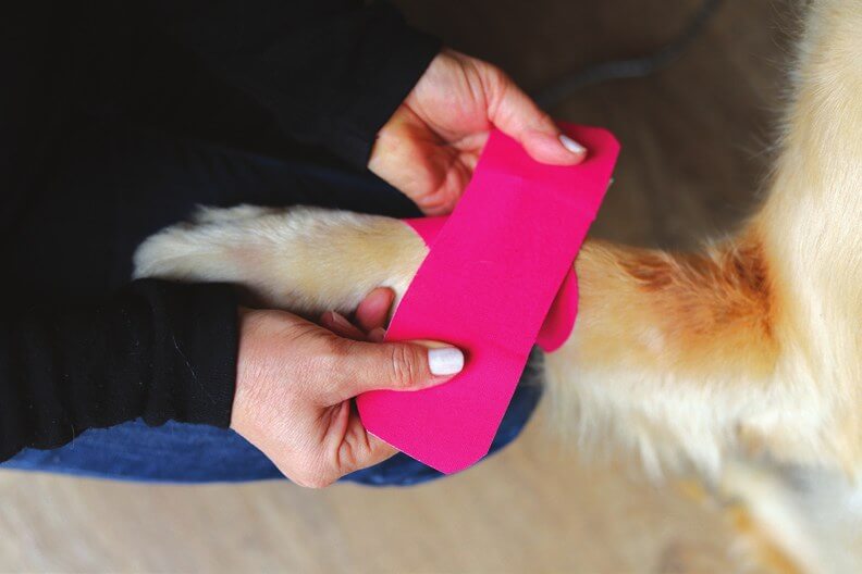 X-techniek met kinesiotape bij gewrichtspijn bij een hond