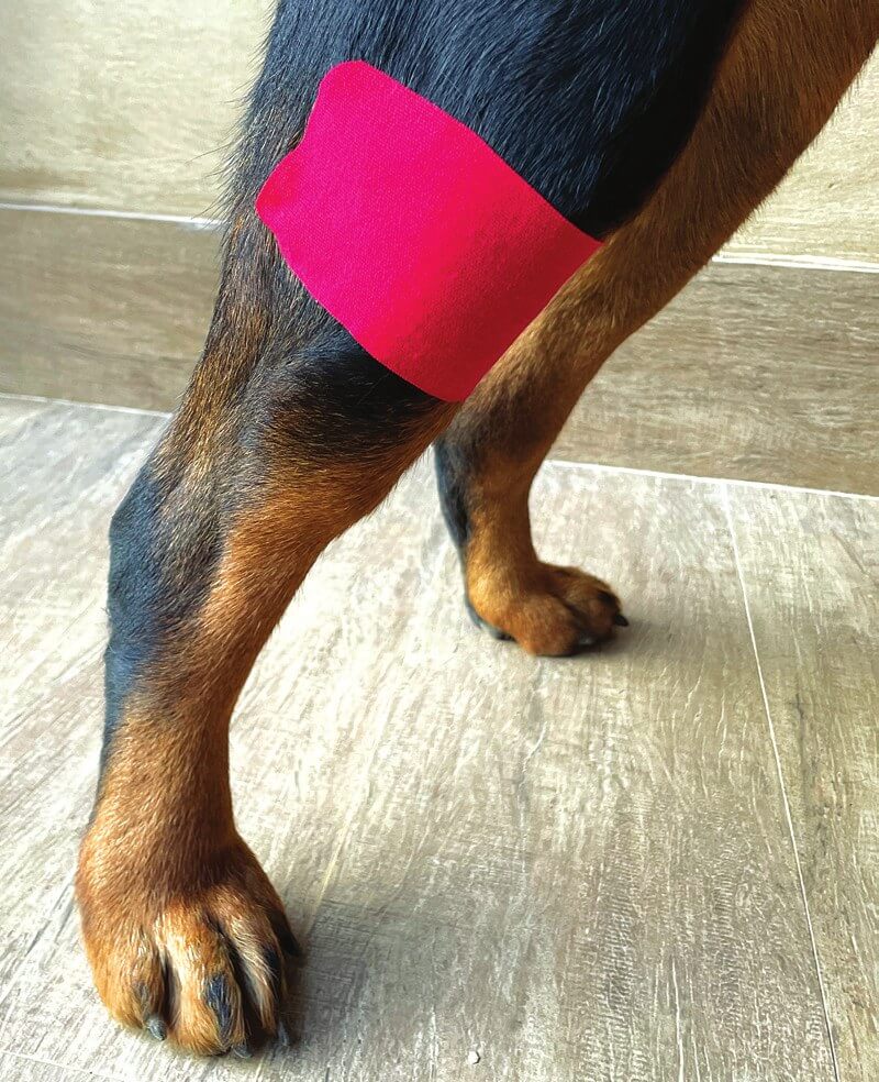 Voltooide tapetoepassing over de patellapees