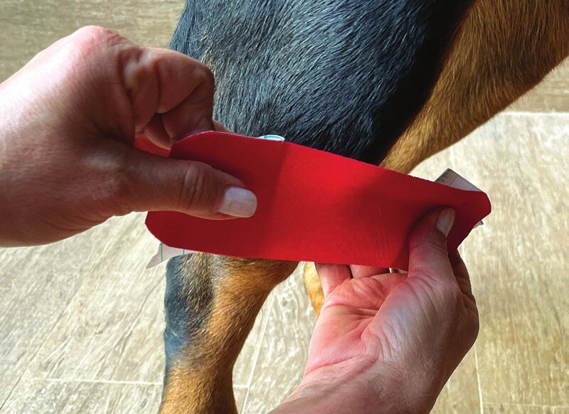 Tapen bij patellapees-desmopathie bij een hond