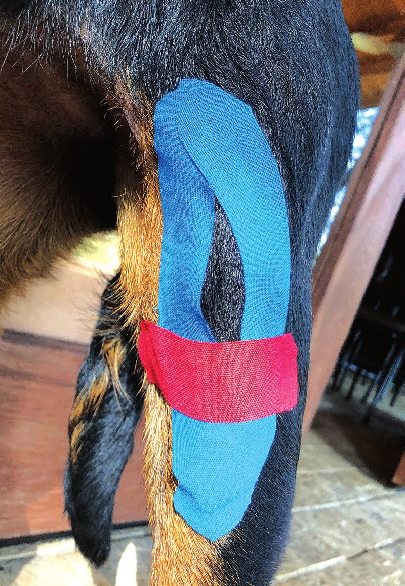 Kinesiotape bij mediale patellaluxatie bij een hond
