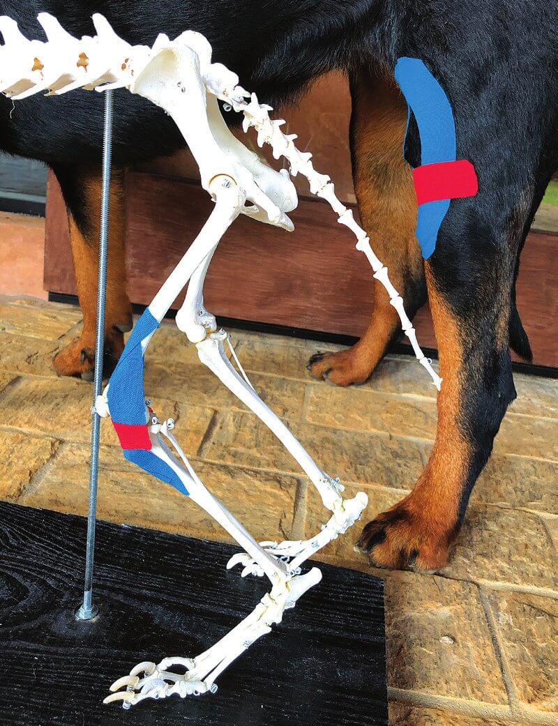 Kinesiotape aangebracht ter stabilisatie bij mediale patellaluxatie bij een hond, laterale weergave